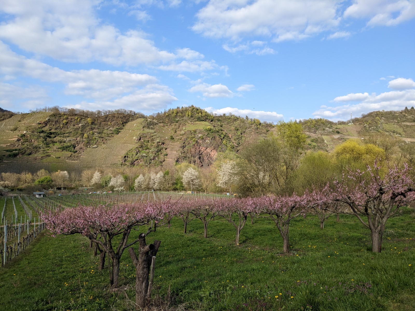 Pfirsich fruehling